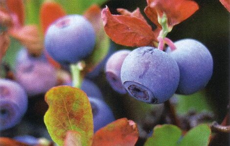Growing Blueberries Image